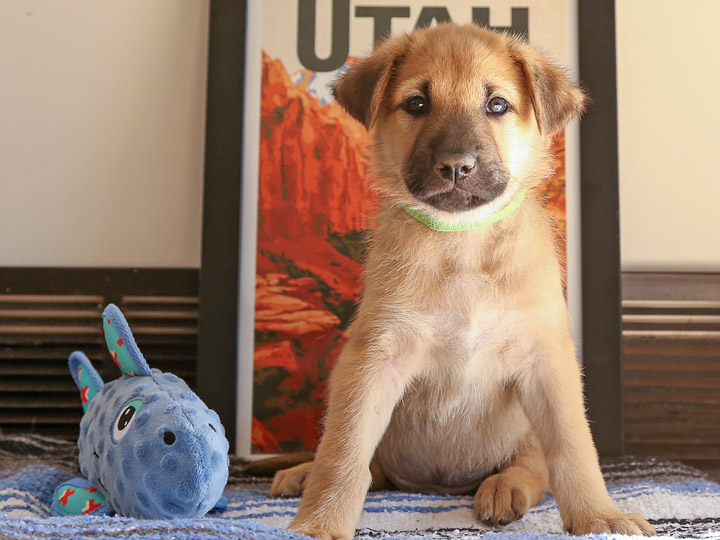 chinook puppy
